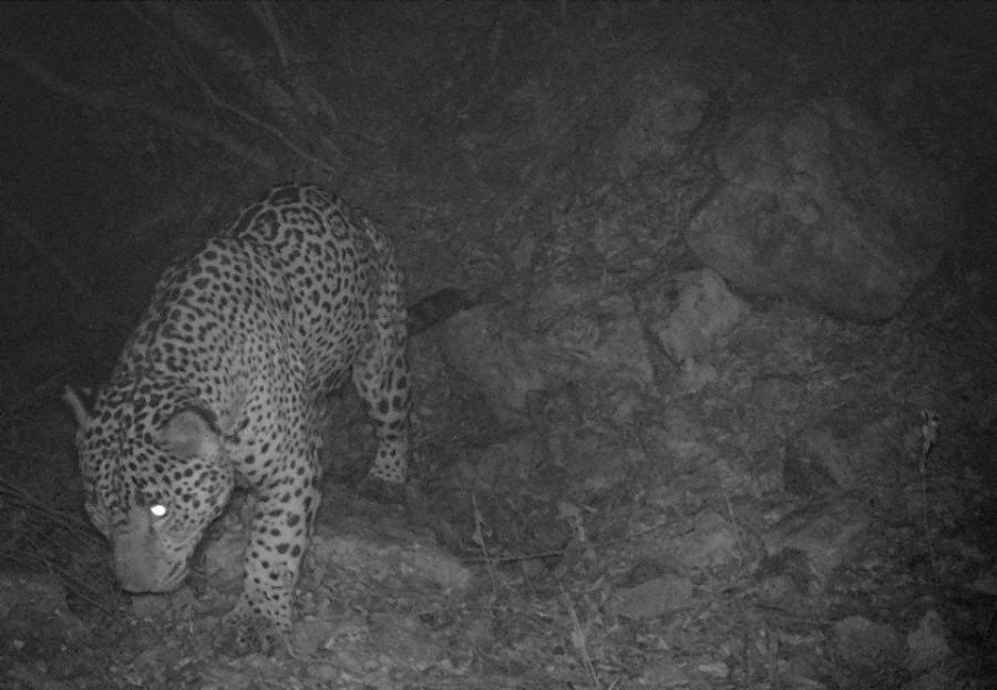 En Hidalgo Hay 182 Especies Catalogadas en Peligro de Extinción: Semarnath