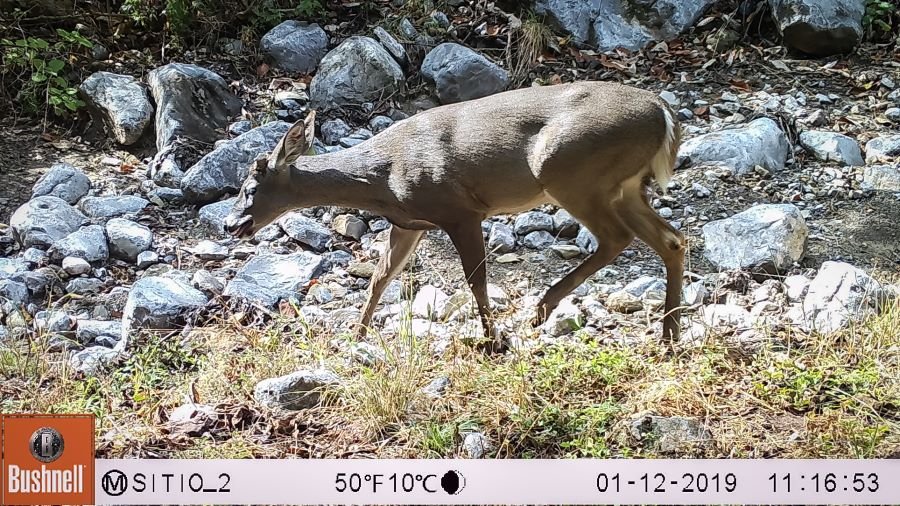 Corredor Biológico de Actopan Celebra Sus Primeros Tres Años Promoviendo la Conservación de Especies