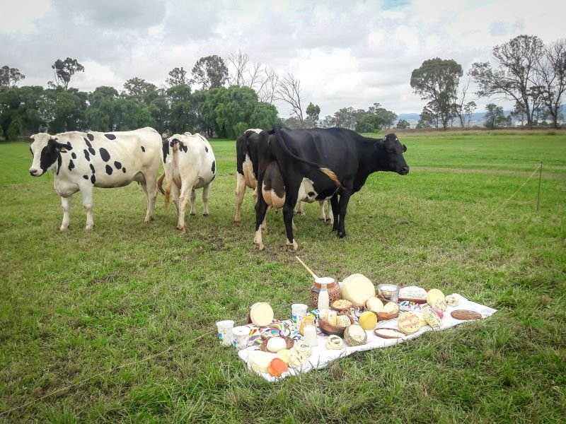 La Leche, Recurso Vital Para La Economía Hidalguense, Garantiza la Seguridad Alimentaria de la Población Vulnerable.