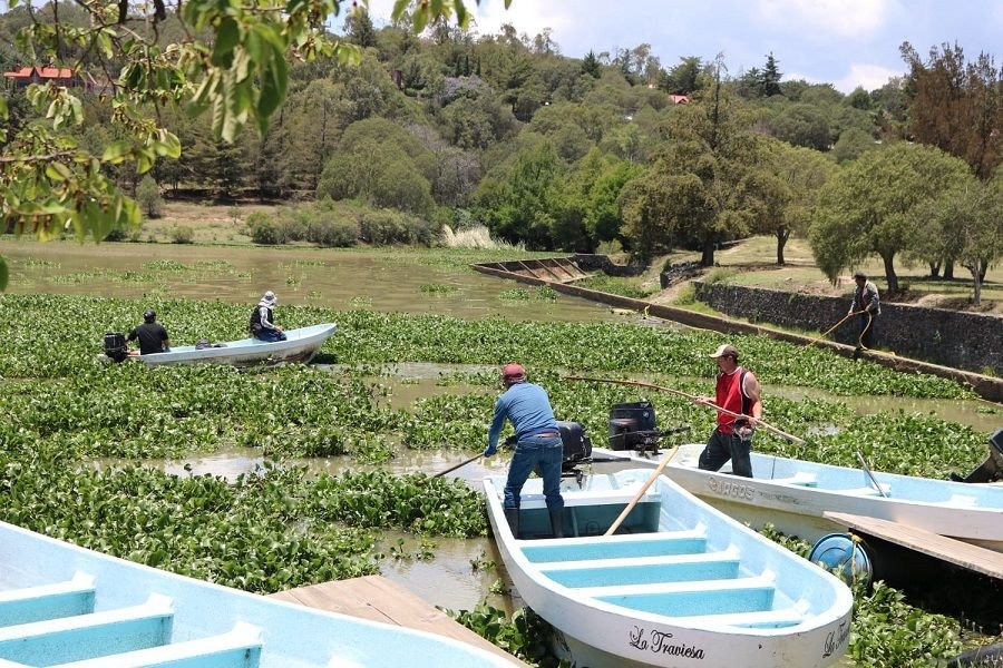 Semarnath, y Ayuntamiento de Huasca y Centro Turístico de San Antonio Regla Retiran Lirio Acuático