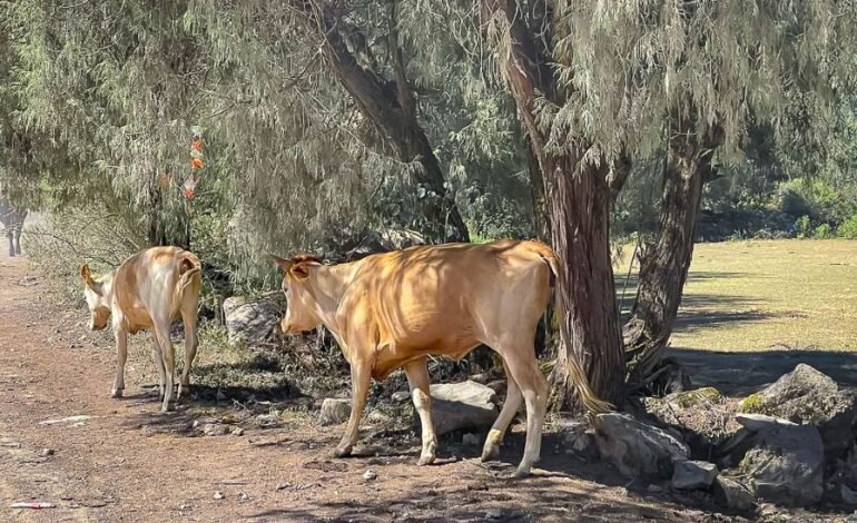 Alerta SSH a Grupos De Riesgo Para Prevenir La Brucelosis