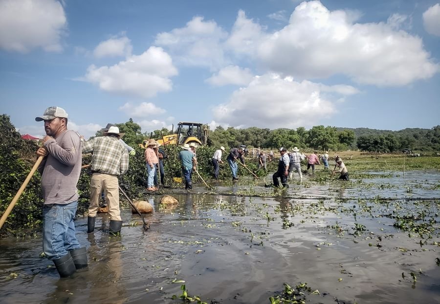 Avanza Limpieza de Lirio Acuático de la Presa San Antonio Regla en Huasca