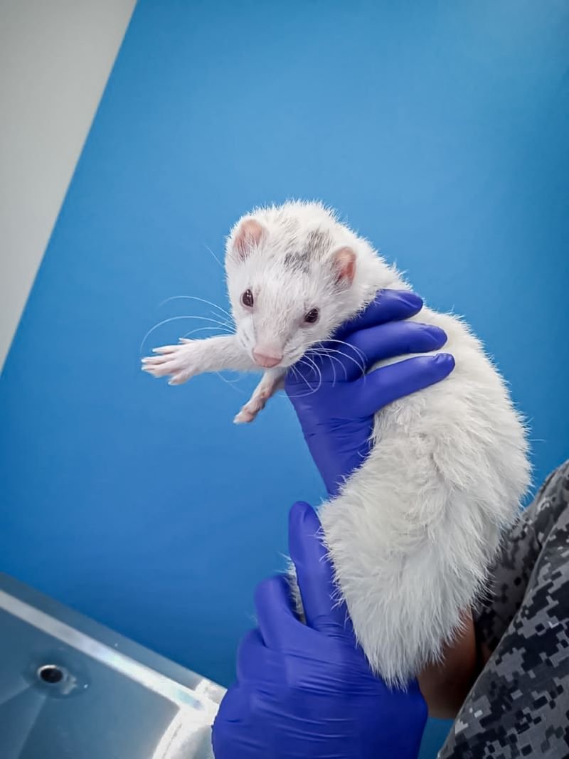 SSH- Recomendaciones Sobre Qué Hacer en Casos de Ser Mordido Por Perros, Gatos, o Animales Silvestres