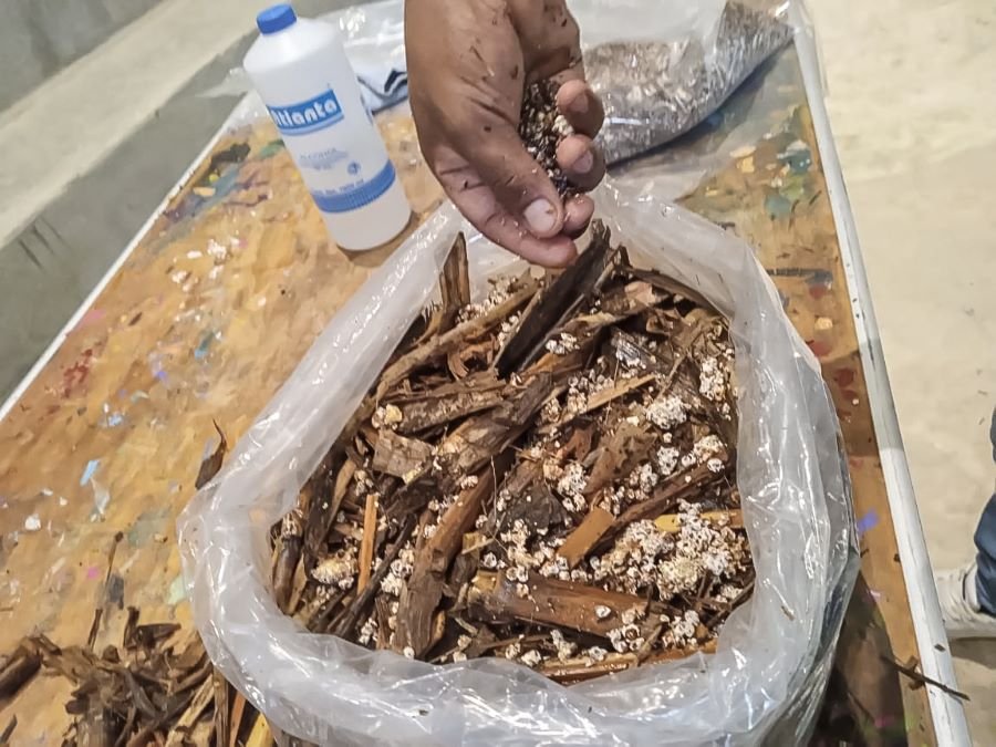 Semarnath Promueve Cultivo De Hongo Seta en la Huasteca