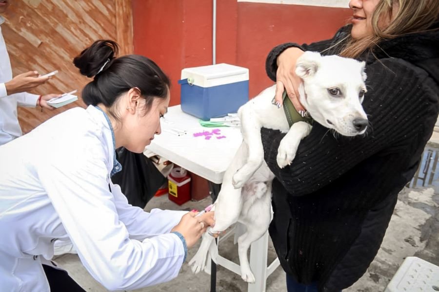 Campaña de Vacunación Antirrábica del 24 al 30 de Septiembre en los 84 Municipios  de Hidalgo