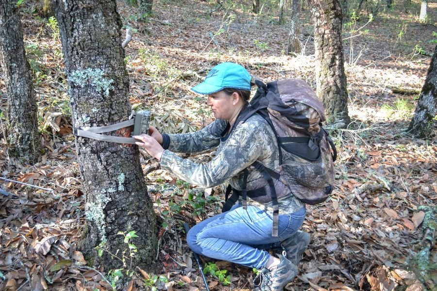 Llevarán a Cabo Monitoreo Biológico de Tigrillo Liberado en “Los Mármoles”