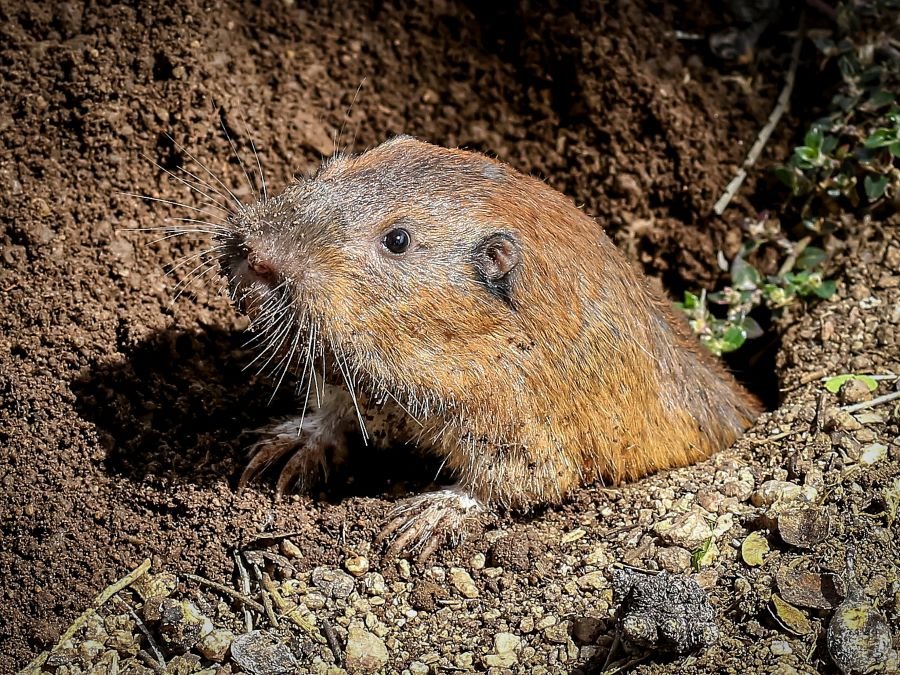 Destaca Semarnath importancia de la Conservación de la Tuza
