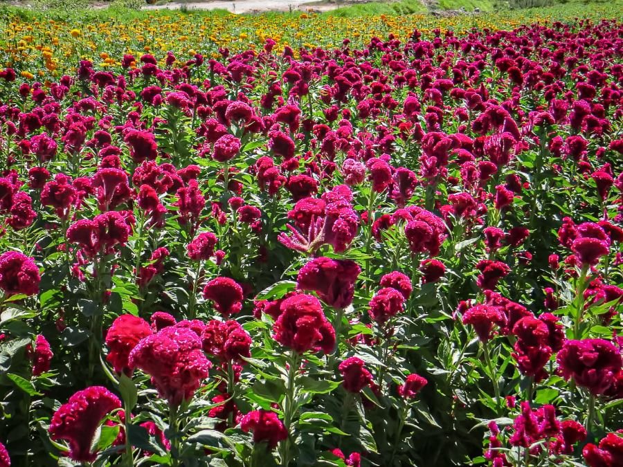 Organiza Doxey Festival Inspirado En El Cempasúchil