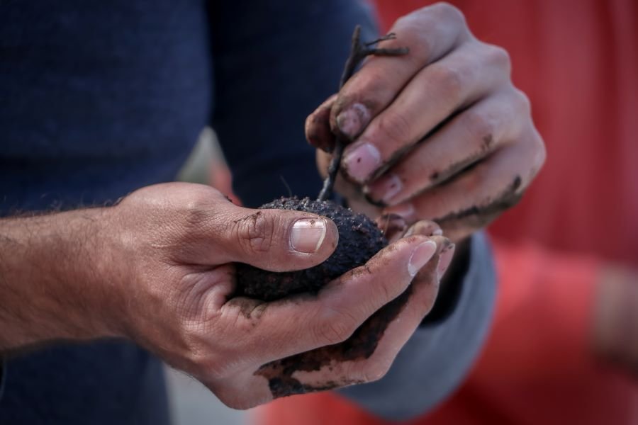 Semarnath Realiza Pruebas Piloto Para la Reforestación y Repoblamiento Forestal en Diversas Zonas Del Estado