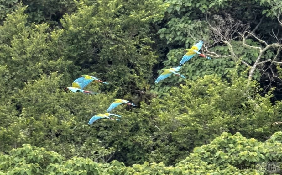 Confirman presencia de Guacamayas en Hidalgo