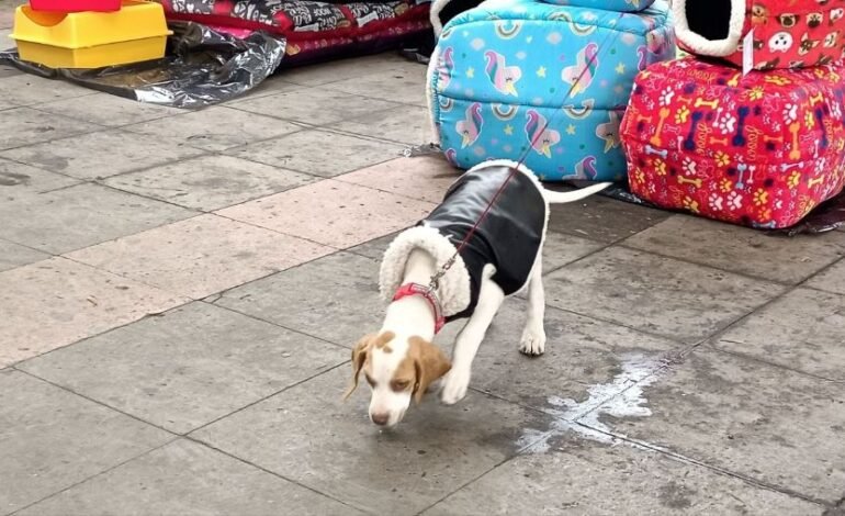 El 15 de Diciembre es Último Día de Esterilizaciones Caninas y Felinas en Tulancingo