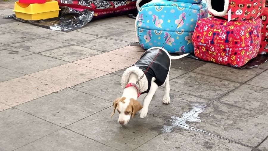 El 15 de Diciembre es Último Día de Esterilizaciones Caninas y Felinas en Tulancingo