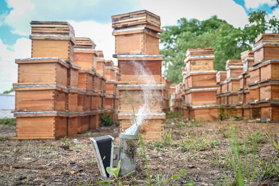 Impulsa Saderh Producción de Miel Orgánica en Hidalgo