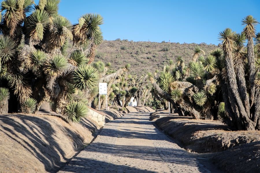 Organizan Eventos Para Celebrar la Creación del Parque Ecológico Cubitos