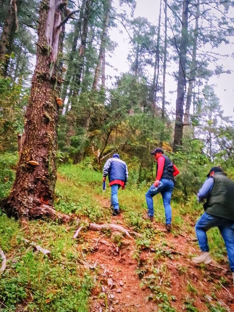 Realizan en el Parque Nacional “El Chico” Recorridos de Vigilancia Para Evitar La Extracción Ilícita de Musgo ó Heno