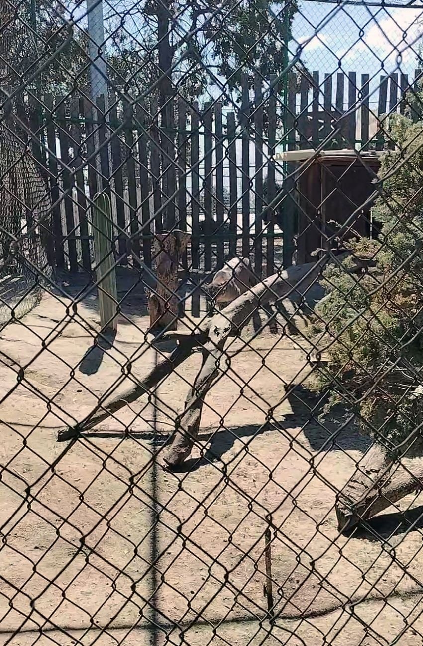 En Febrero Concluirá Acopio de Árboles Navideños en Tulancingo,