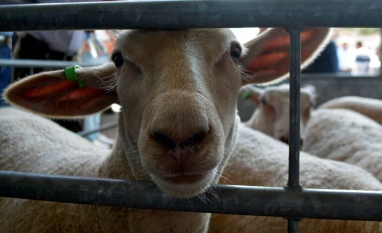Secretaría del Campo y Productores de Tulancingo Atentos Ante Próxima Apertura de Ventanillas Para Solicitud de Apoyos