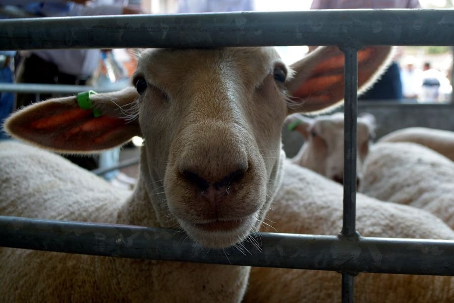 Secretaría del Campo y Productores de Tulancingo Atentos Ante Próxima Apertura de Ventanillas Para Solicitud de Apoyos