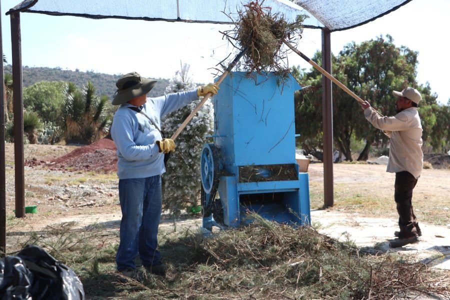 Convertirá Semarnath 300 Árboles Navideños En Composta