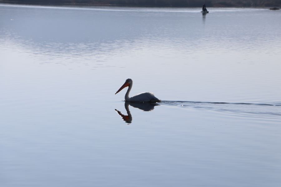 La Laguna de Tecocomulco es Patrimonio Ecológico de la Humanidad.