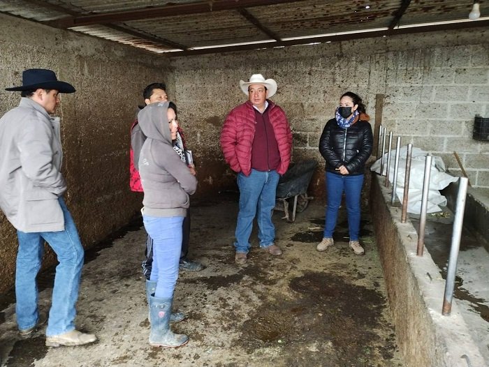 Saderh 15 Bovinos de Ganado Lechero Afectados Por Intoxicación en la Localidad Palo Gordo, Metepec