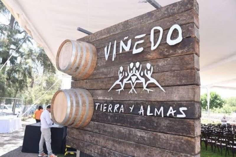 Experiencia Enogastroturística en el Viñedo “Tierra y Almas”