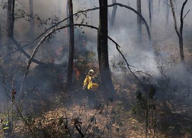 Incendio en el Bosque de San Dionisio en Acatlán Afecto 5.5 Hectáreas de Árboles y Matorrales
