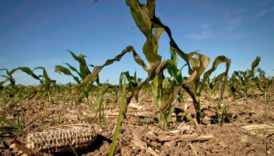 La Falta de Alimentos en México, Empezará a Manifestarse Antes de Que López Obrador Termine Su Periodo de Gobierno