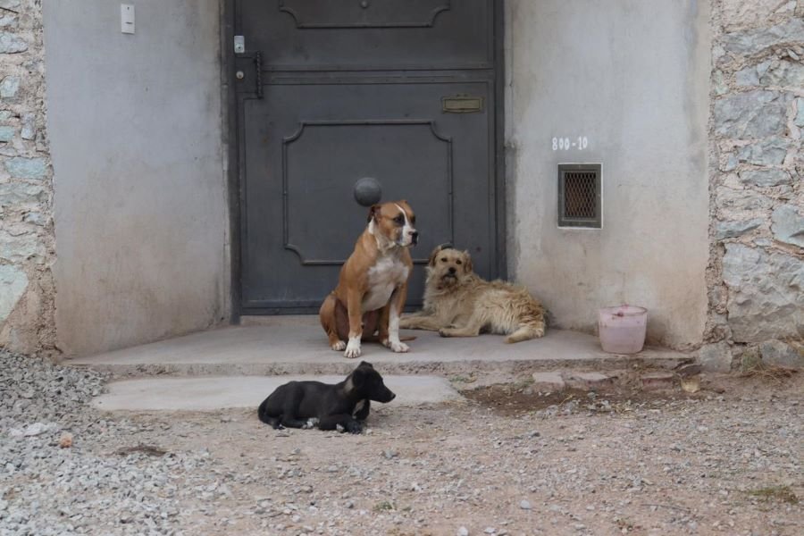 Hidalgo Debe Contar Con Políticas Públicas Para Atención de Animales Callejeros
