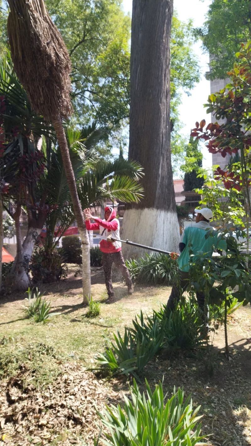 Se continúa programa de podas en arbolado urbano como medida preventiva a vientos registrados.