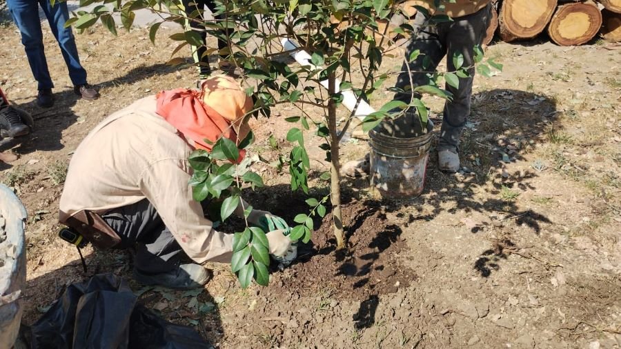 Medio Ambiente de Tulancingo, Efectuará Reforestación Este 5 de Junio.
