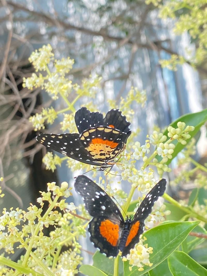 Avistamiento de Mariposas Debido a Temperaturas Atípicas