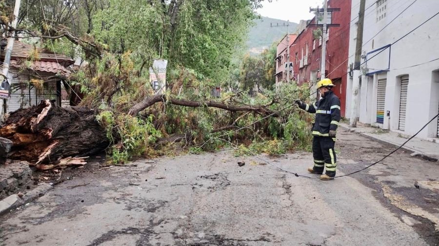 Cae brazo de un árbol de aproximadamente 18 metros de largo, en la calle Venustiano Carranza