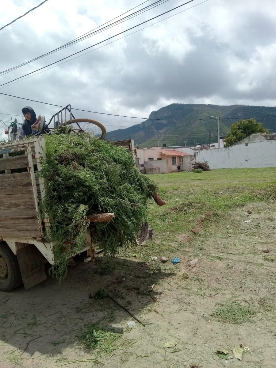 Las Recientes Lluvias Generan Crecimiento de Hierba en al Menos El 50 Por Ciento de Áreas Verdes