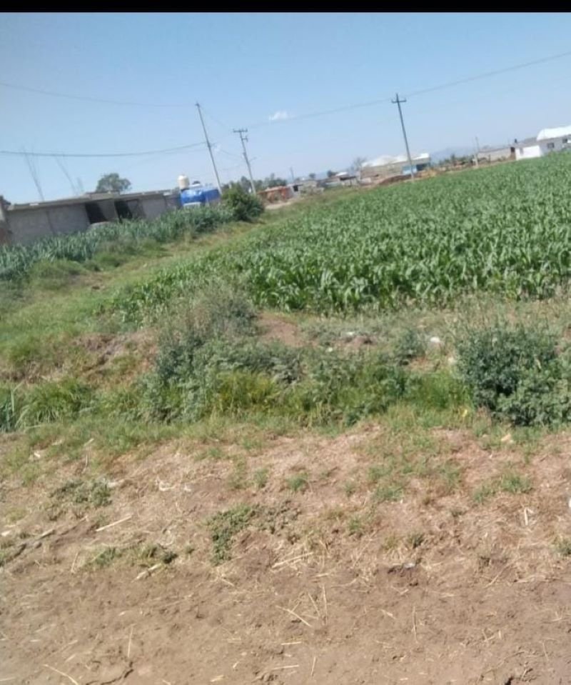 Prevén Que Este Año Haya Reducción Importante en Producción de Maíz de Grano en Tierras de Temporal