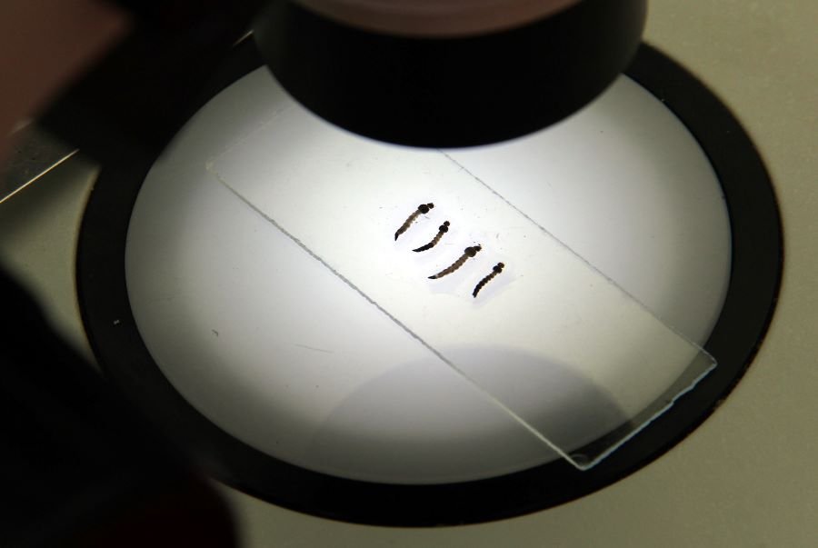 SSH Promueve Medidas de Prevención Para Evitar las Zoonosis