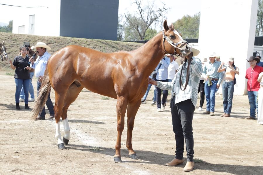 Terapia Asistida Por Animales, Buena Opción Para Tratamientos Psicológicos: Académica de Psicología del ICSa