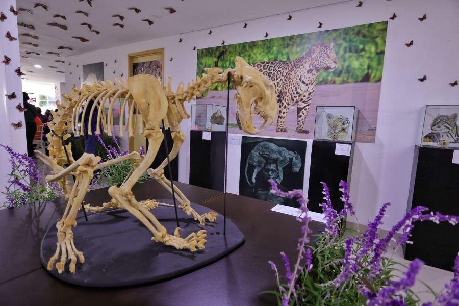 Celebró La Coesbioh Su Cuarto Aniversario