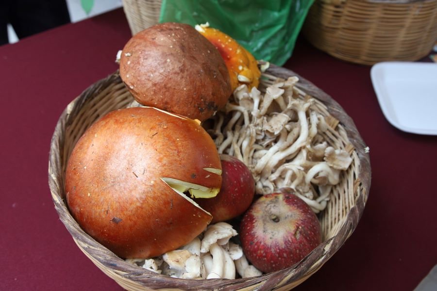 Gastronomía y cultura en Noveno Festival Universitario del Hongo y la Manzana