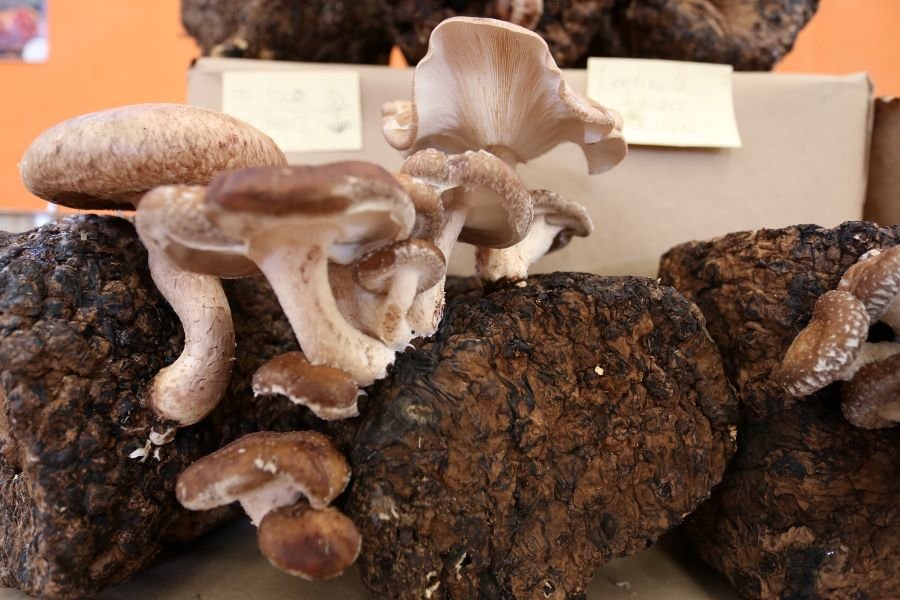 Tres Días de Cultura y Tradición en el Festival del Hongo 2024