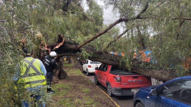 Cierre de Circulación en La Avenida Cuesco, Cayo Un Árbol Viejo