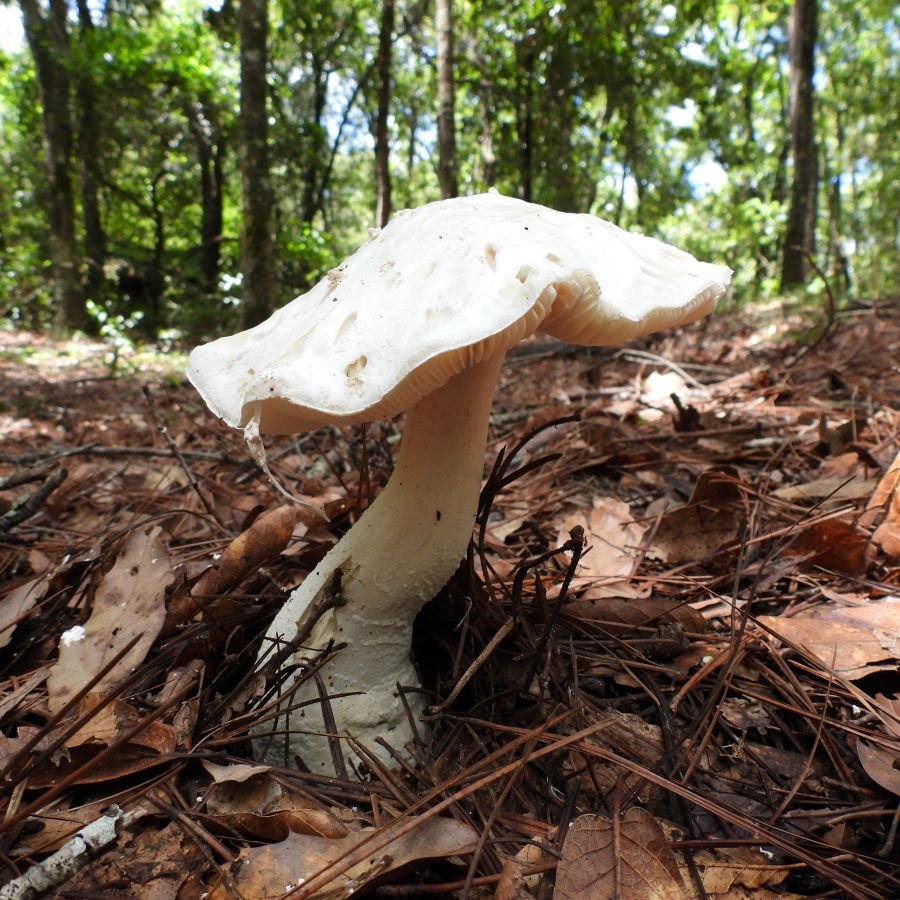 Semarnath Trabaja en el Correcto Manejo de los Felinos Silvestres y Otras Especies, Para Garantizar su Supervivencia