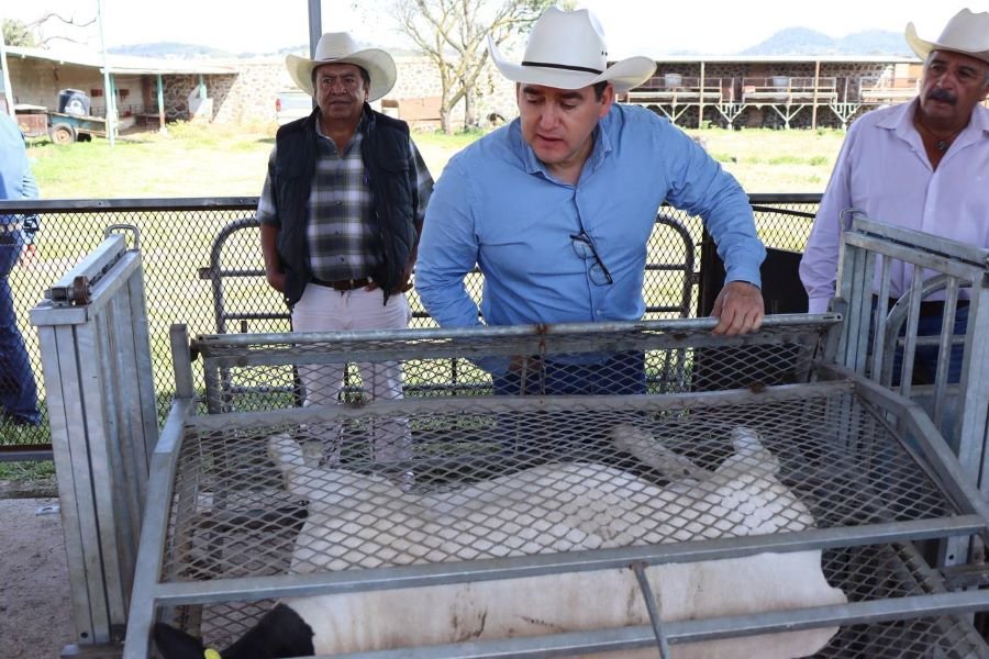 Realiza Titular de Saderh Supervisión a Sementales Ovinos En Singuilucan