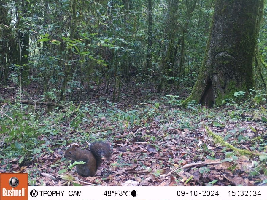 Semarnath y el Ayuntamiento de San Bartolo Tutotepec Implementaron Un Monitoreo Biológico en la Región
