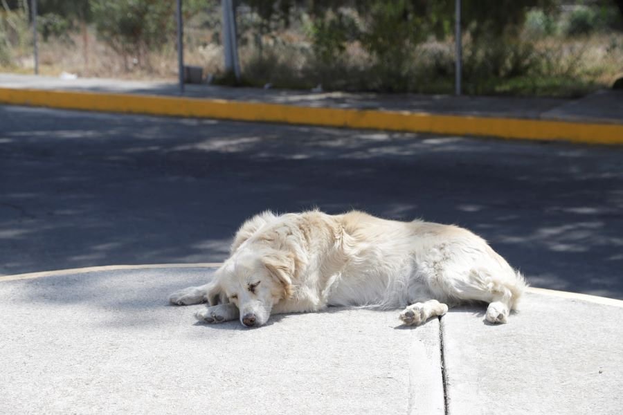 Experta de UAEH, a Favor de Leyes Más Duras Que Protejan a Los Animales