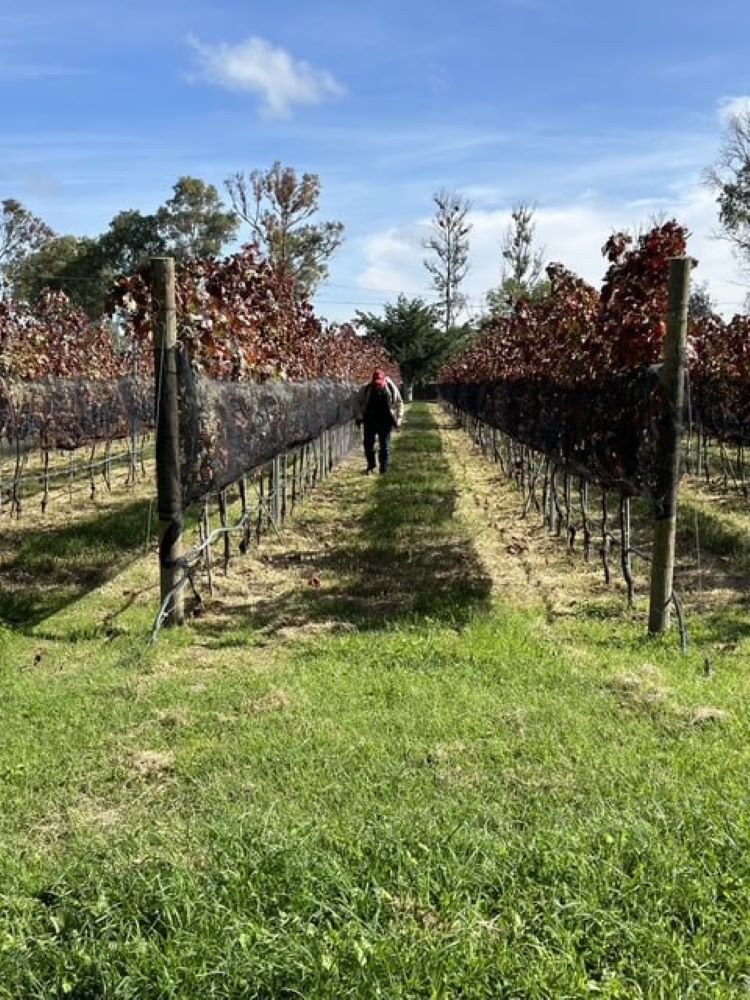 Viñedo el Refugio: Reconocido como Destino Promesa en los GITH 2024