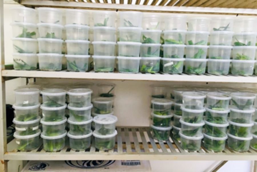 Estudiantes del ITESHU Proponen Control Biológico de Plagas Agrícolas