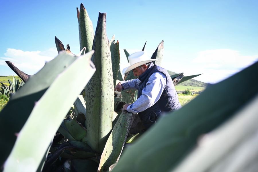 Hidalgo Va Por la Conservación de la Planta del Maguey Pulquero