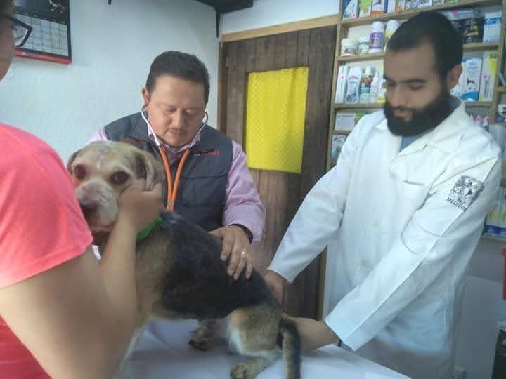 Custodia Responsable y Dignificación Veterinaria, Un Llamado Desde la UAEH