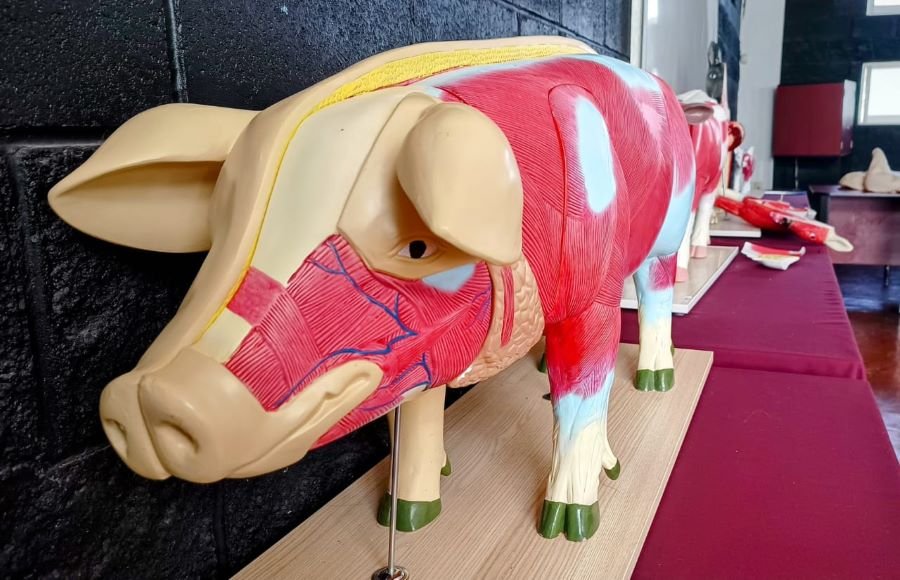 UAEH Incorpora Simuladores y Modelos Anatómicos Para Estudiantes de Veterinaria
